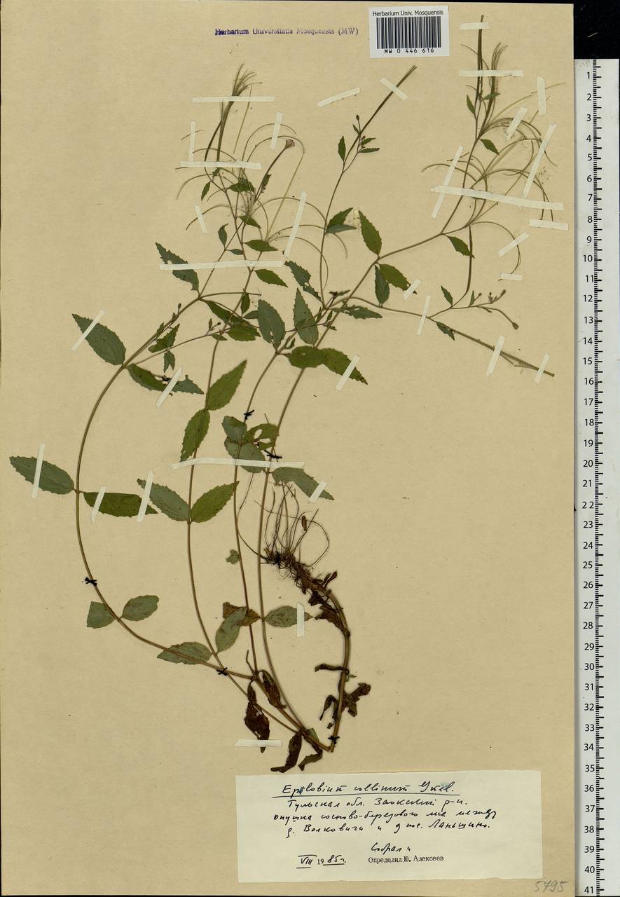 Epilobium collinum C. C. Gmel., Eastern Europe, Central region (E4) (Russia)