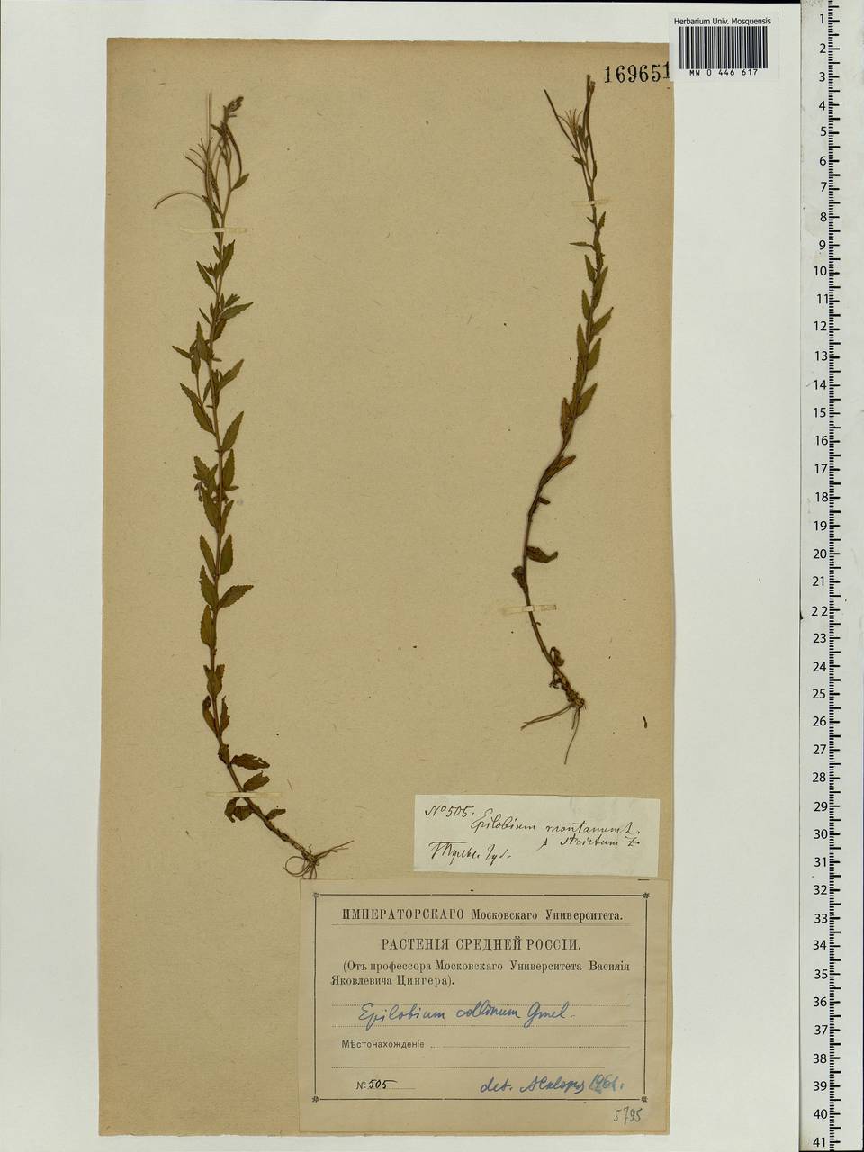 Epilobium collinum C. C. Gmel., Eastern Europe, Central region (E4) (Russia)