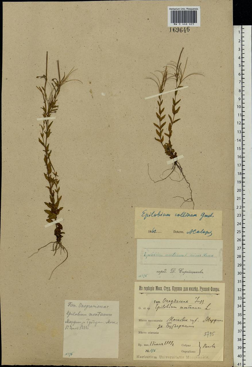 Epilobium collinum C. C. Gmel., Eastern Europe, Moscow region (E4a) (Russia)