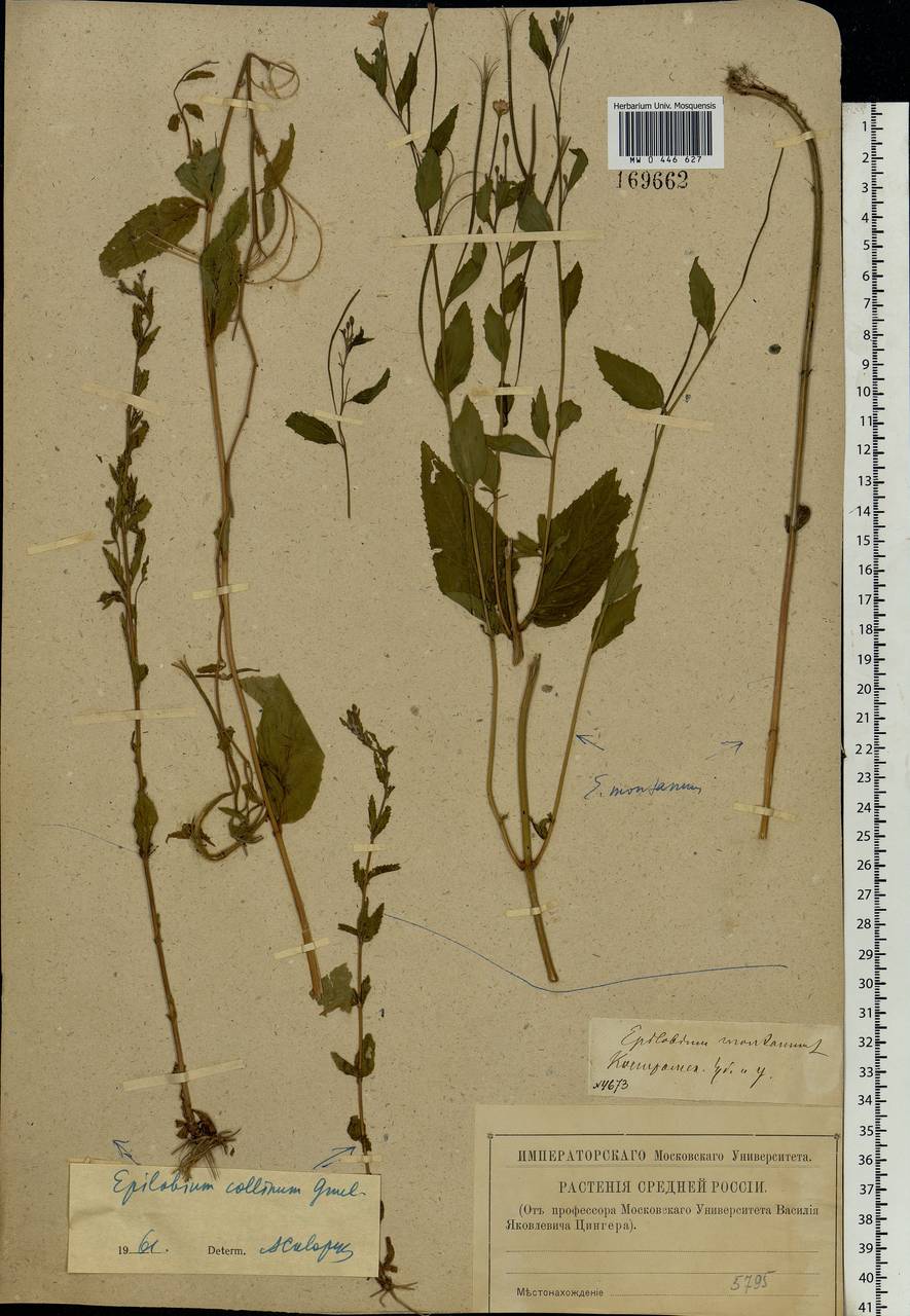 Epilobium collinum C. C. Gmel., Eastern Europe, Central forest region (E5) (Russia)