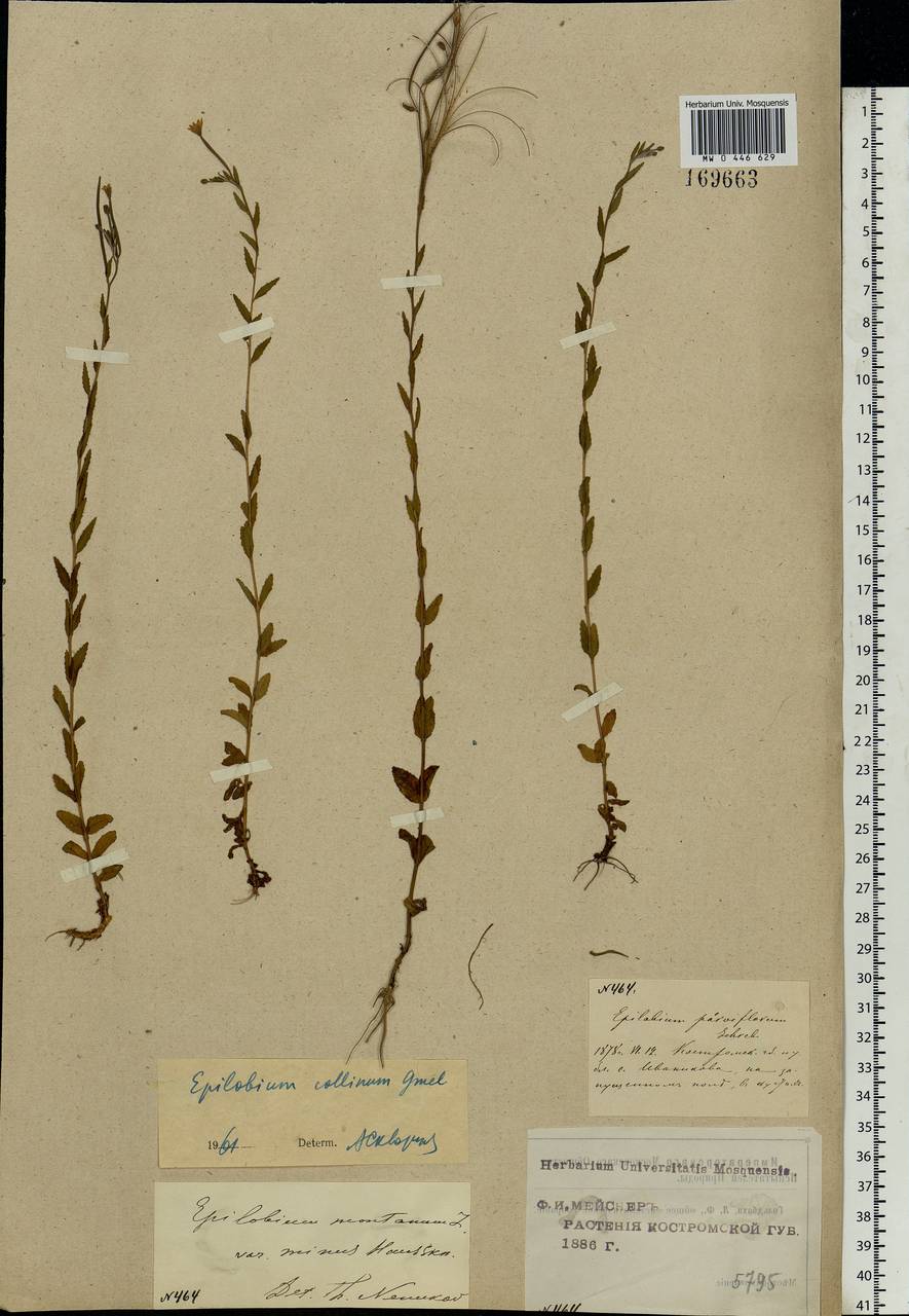 Epilobium collinum C. C. Gmel., Eastern Europe, Central forest region (E5) (Russia)