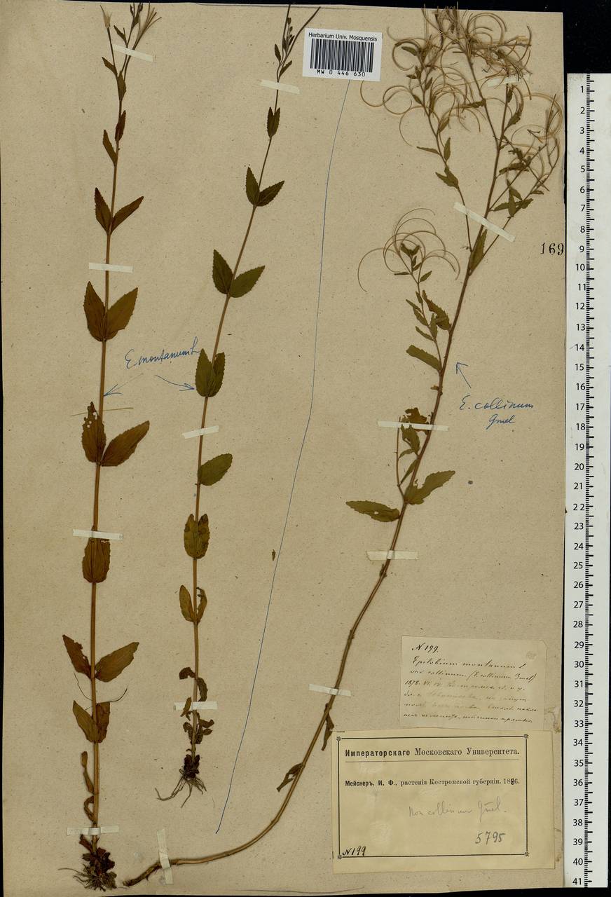 Epilobium collinum C. C. Gmel., Eastern Europe, Central forest region (E5) (Russia)