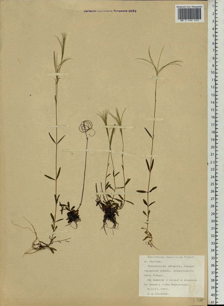 Epilobium davuricum Fisch. ex Hornem., Eastern Europe, Northern region (E1) (Russia)