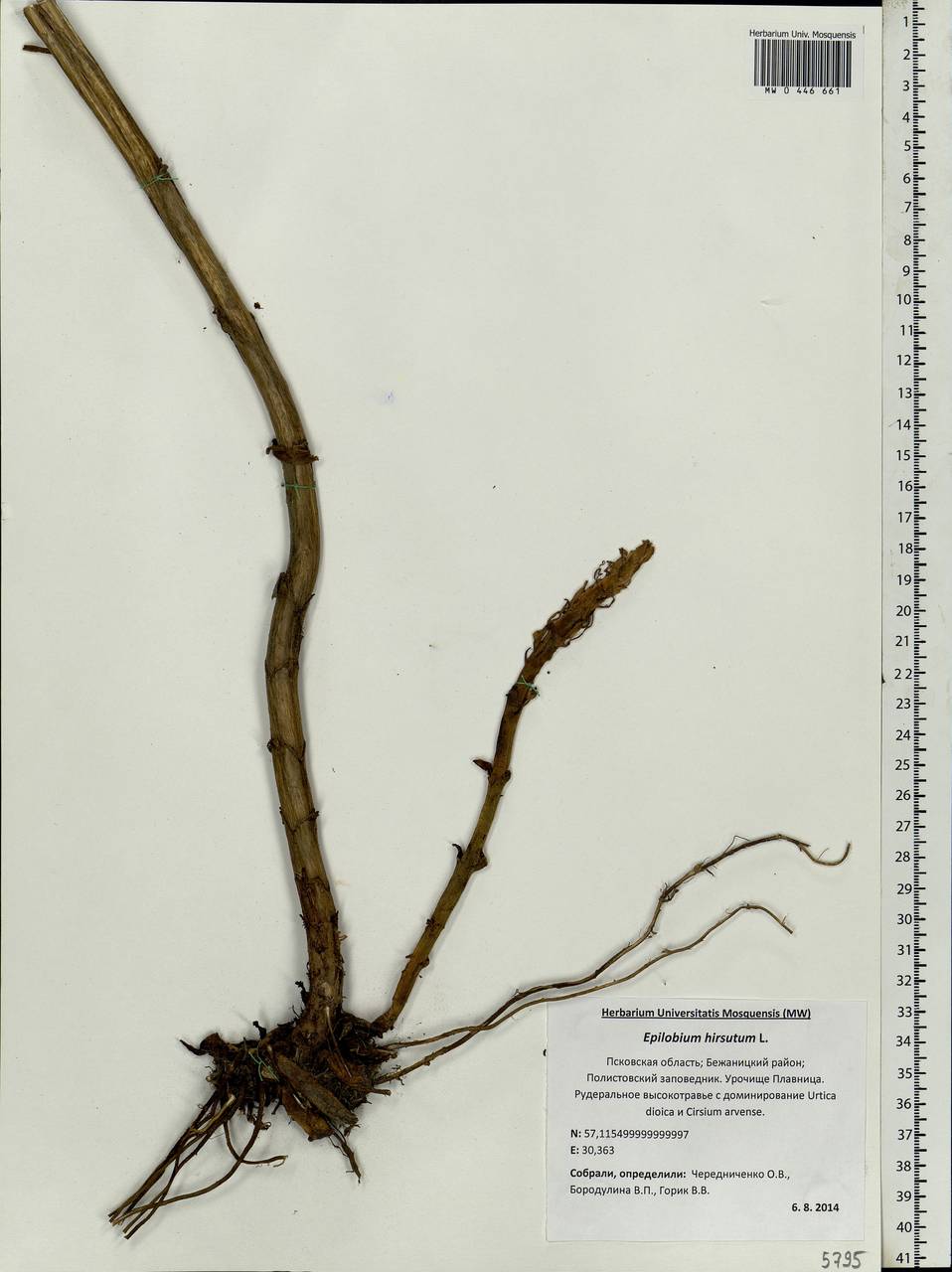 Epilobium hirsutum L., Eastern Europe, North-Western region (E2) (Russia)