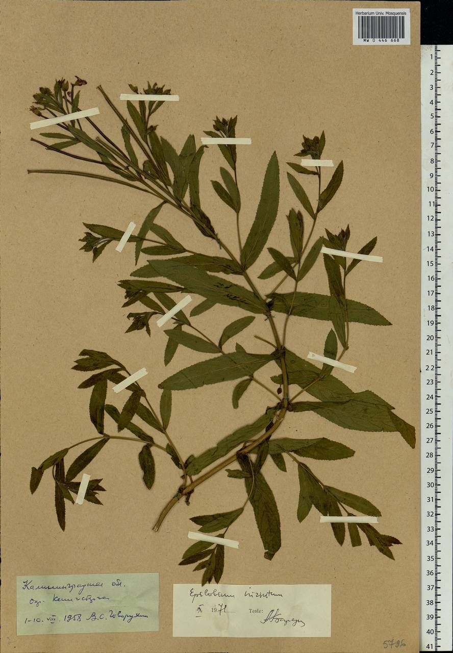 Epilobium hirsutum L., Eastern Europe, North-Western region (E2) (Russia)