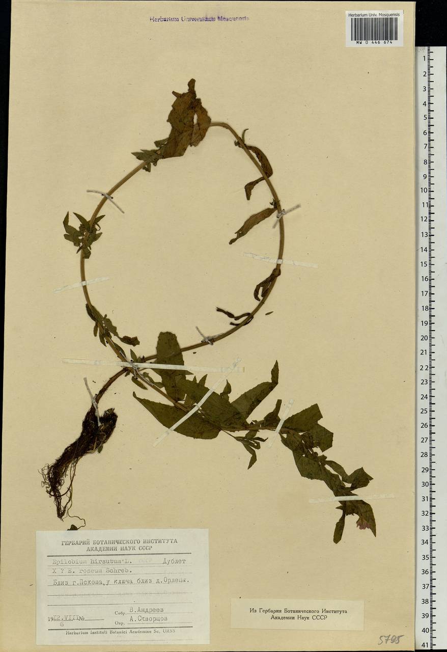 Epilobium hirsutum L., Eastern Europe, North-Western region (E2) (Russia)