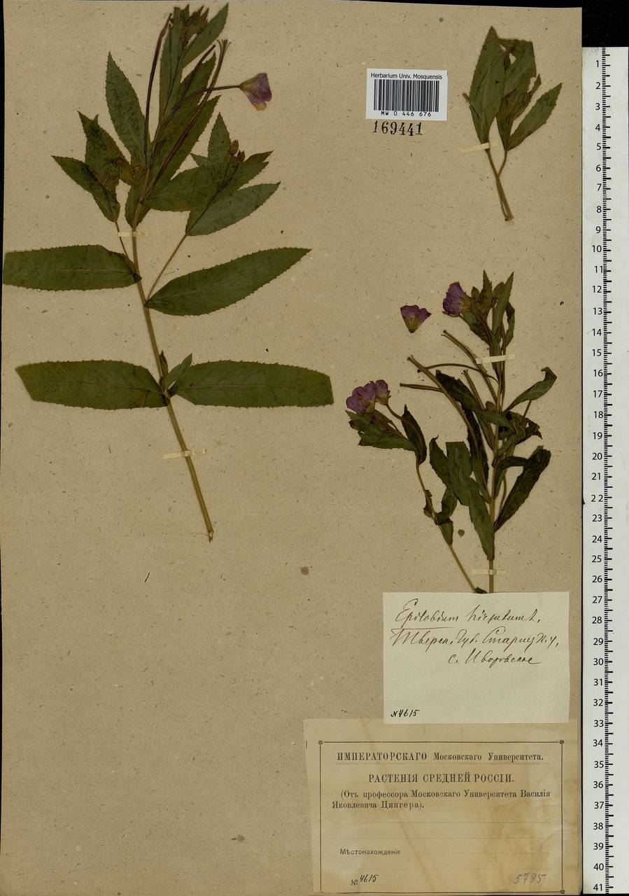 Epilobium hirsutum L., Eastern Europe, North-Western region (E2) (Russia)