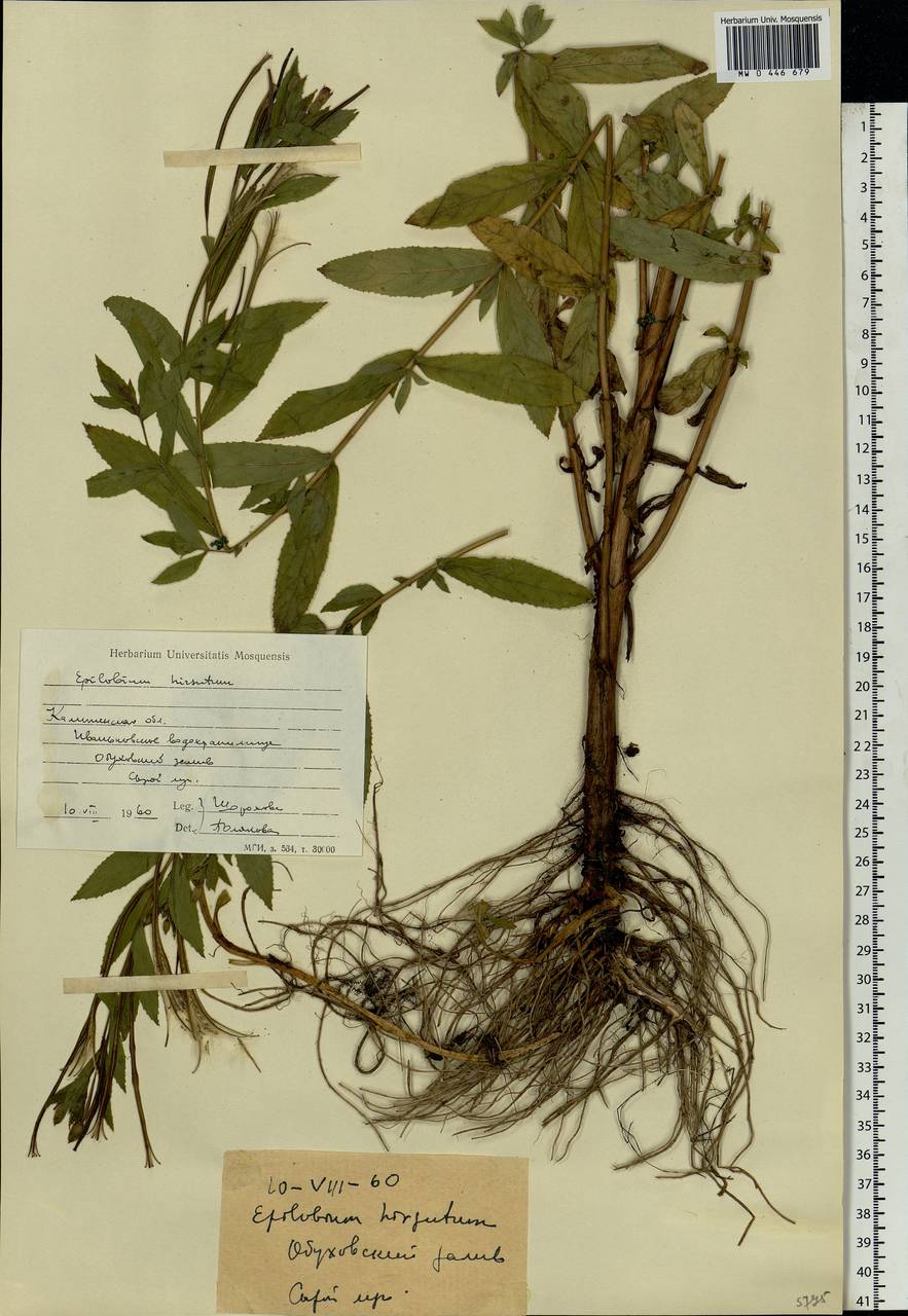 Epilobium hirsutum L., Eastern Europe, North-Western region (E2) (Russia)