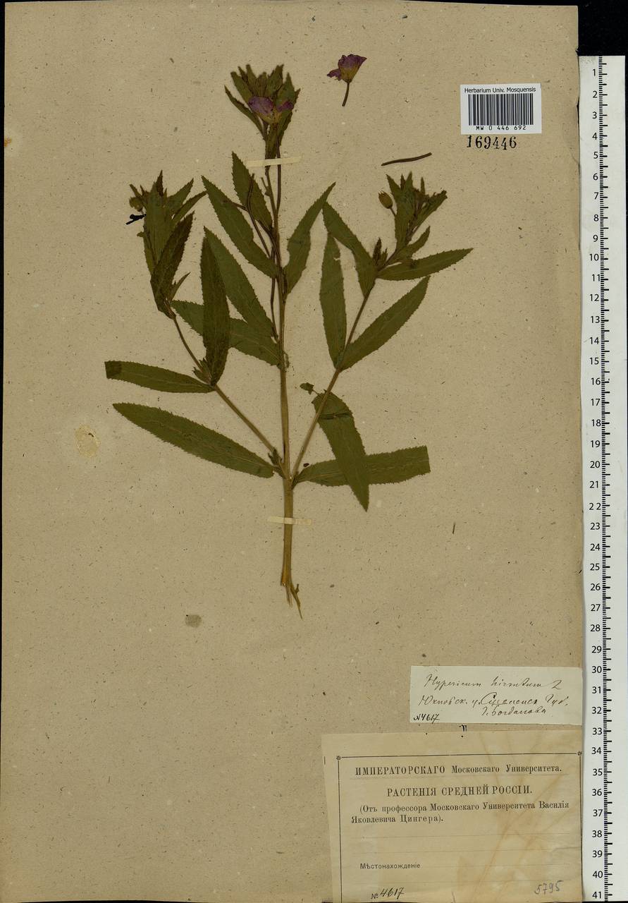 Epilobium hirsutum L., Eastern Europe, Central region (E4) (Russia)