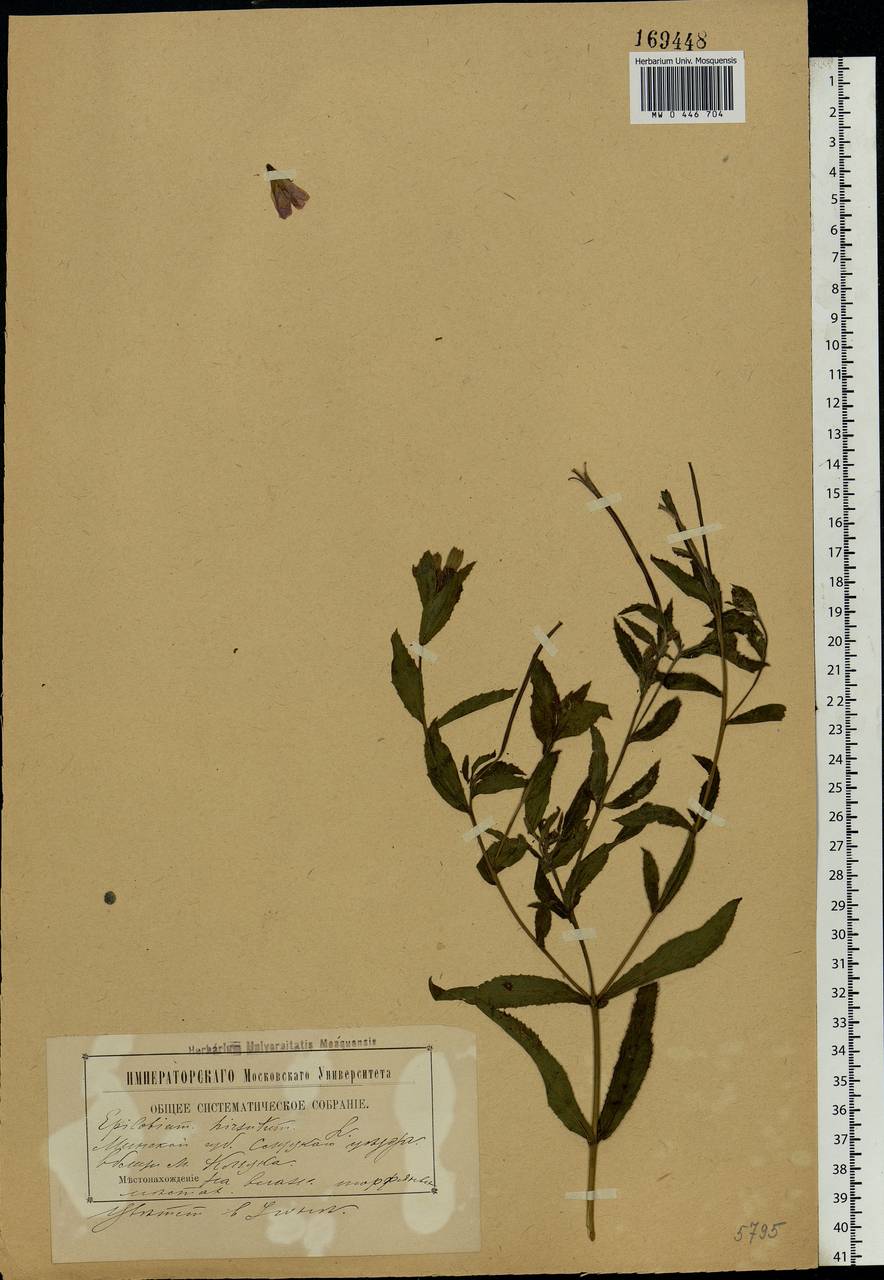 Epilobium hirsutum L., Eastern Europe, Belarus (E3a) (Belarus)