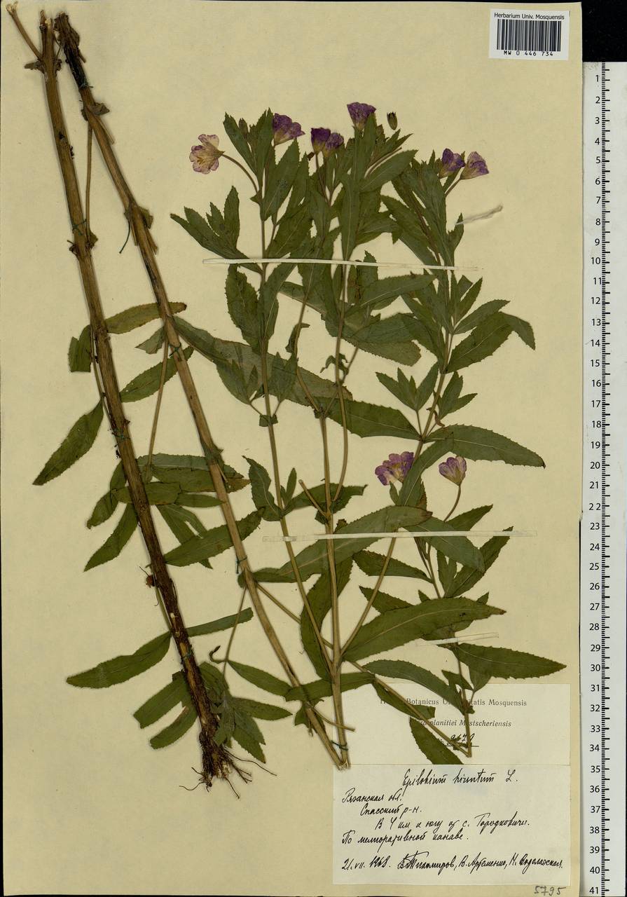 Epilobium hirsutum L., Eastern Europe, Central region (E4) (Russia)