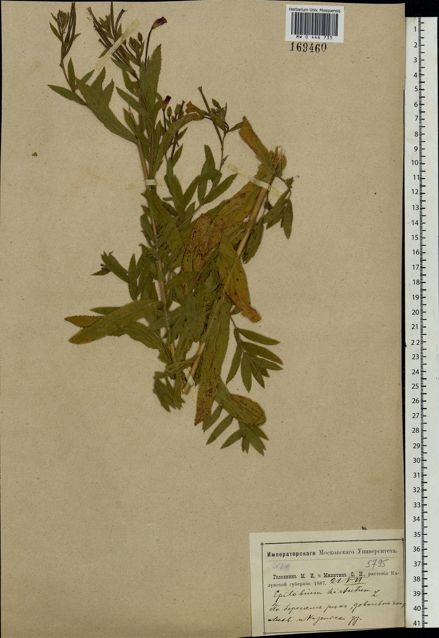 Epilobium hirsutum L., Eastern Europe, Central region (E4) (Russia)