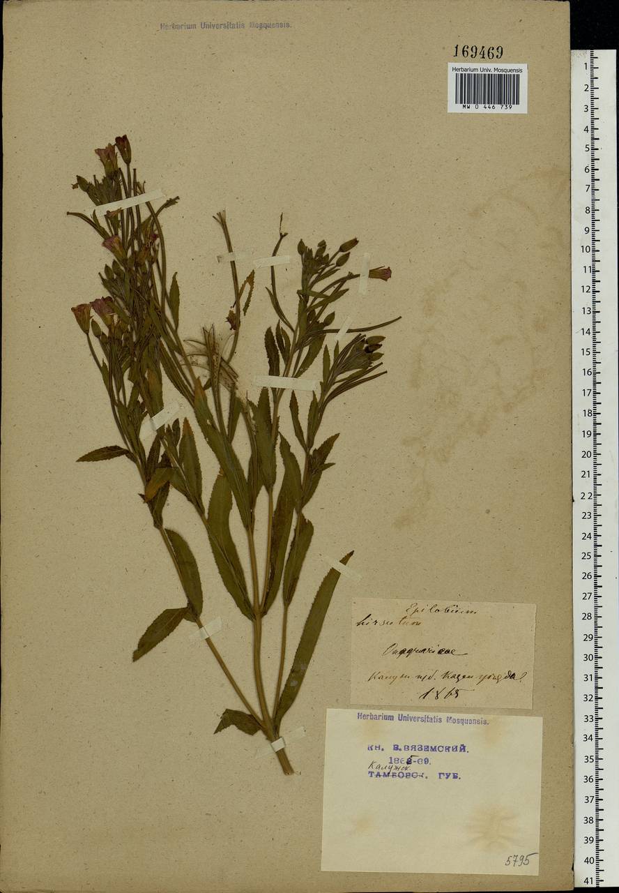 Epilobium hirsutum L., Eastern Europe, Central region (E4) (Russia)