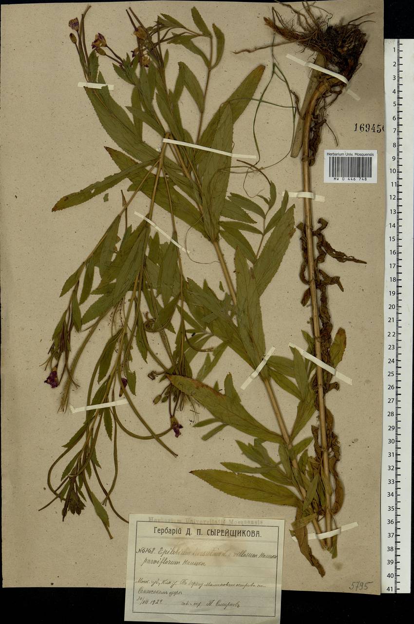 Epilobium hirsutum L., Eastern Europe, Moscow region (E4a) (Russia)