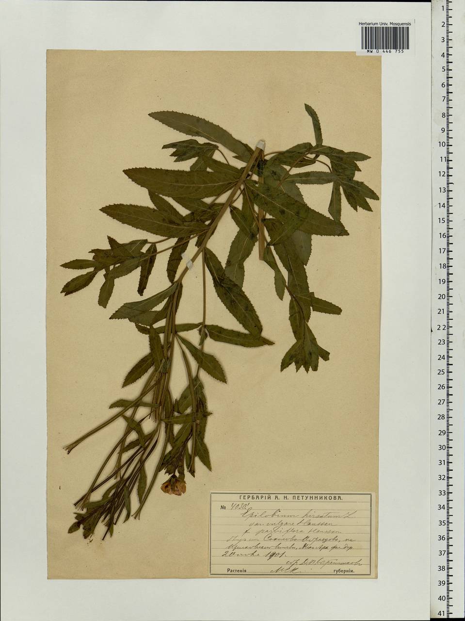 Epilobium hirsutum L., Eastern Europe, Moscow region (E4a) (Russia)