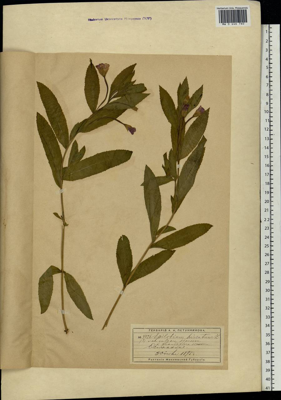 Epilobium hirsutum L., Eastern Europe, Moscow region (E4a) (Russia)