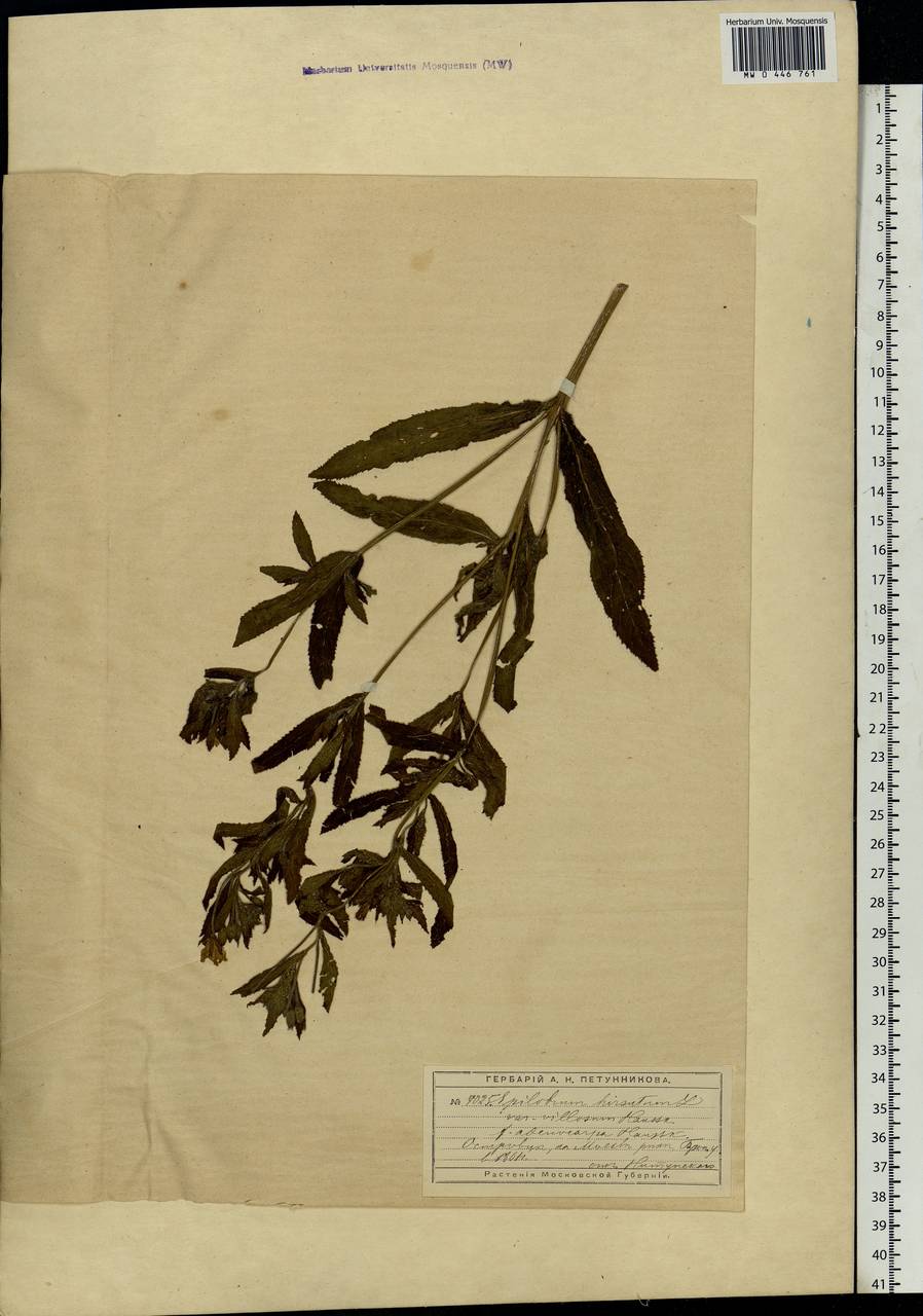 Epilobium hirsutum L., Eastern Europe, Moscow region (E4a) (Russia)
