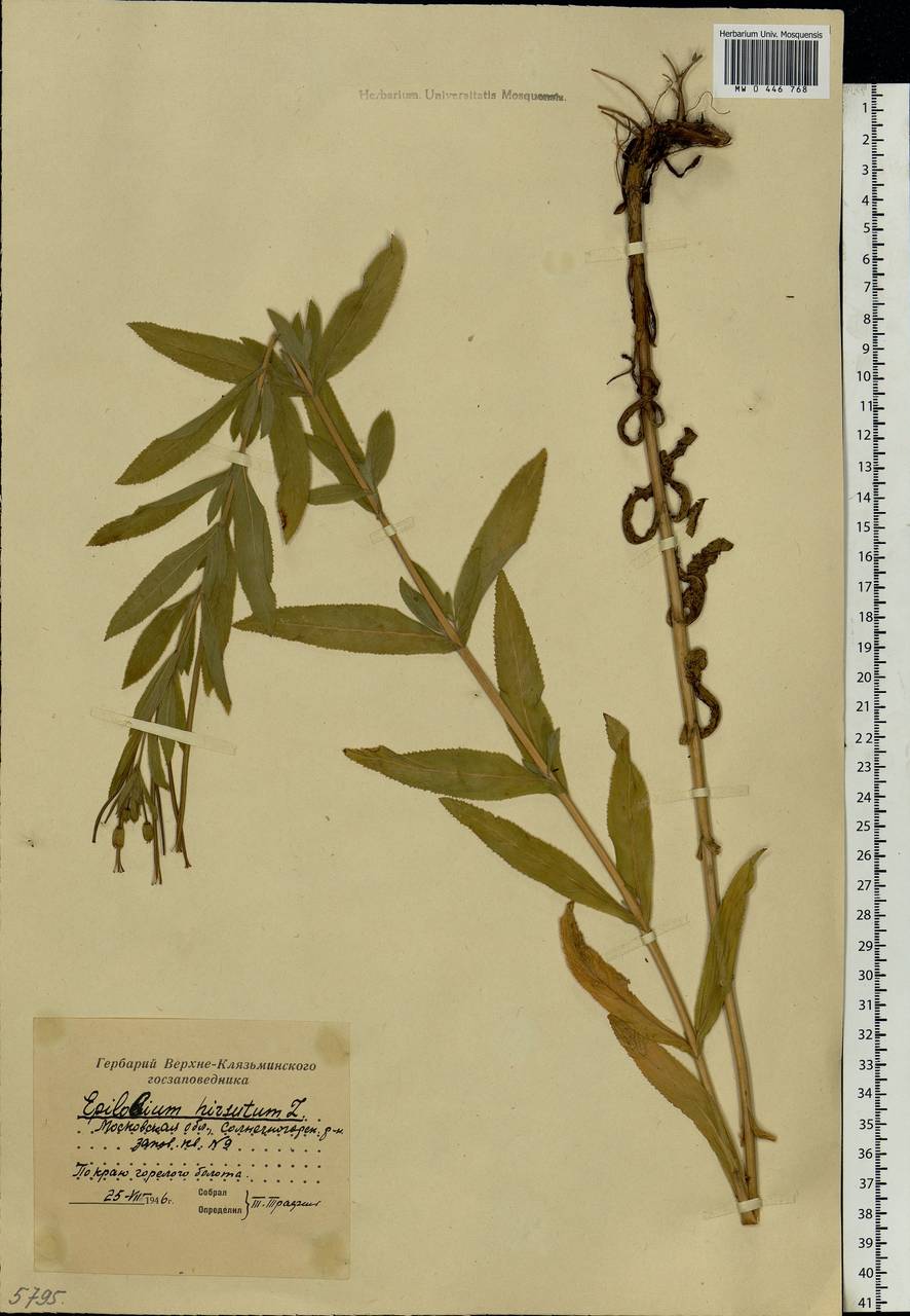Epilobium hirsutum L., Eastern Europe, Moscow region (E4a) (Russia)