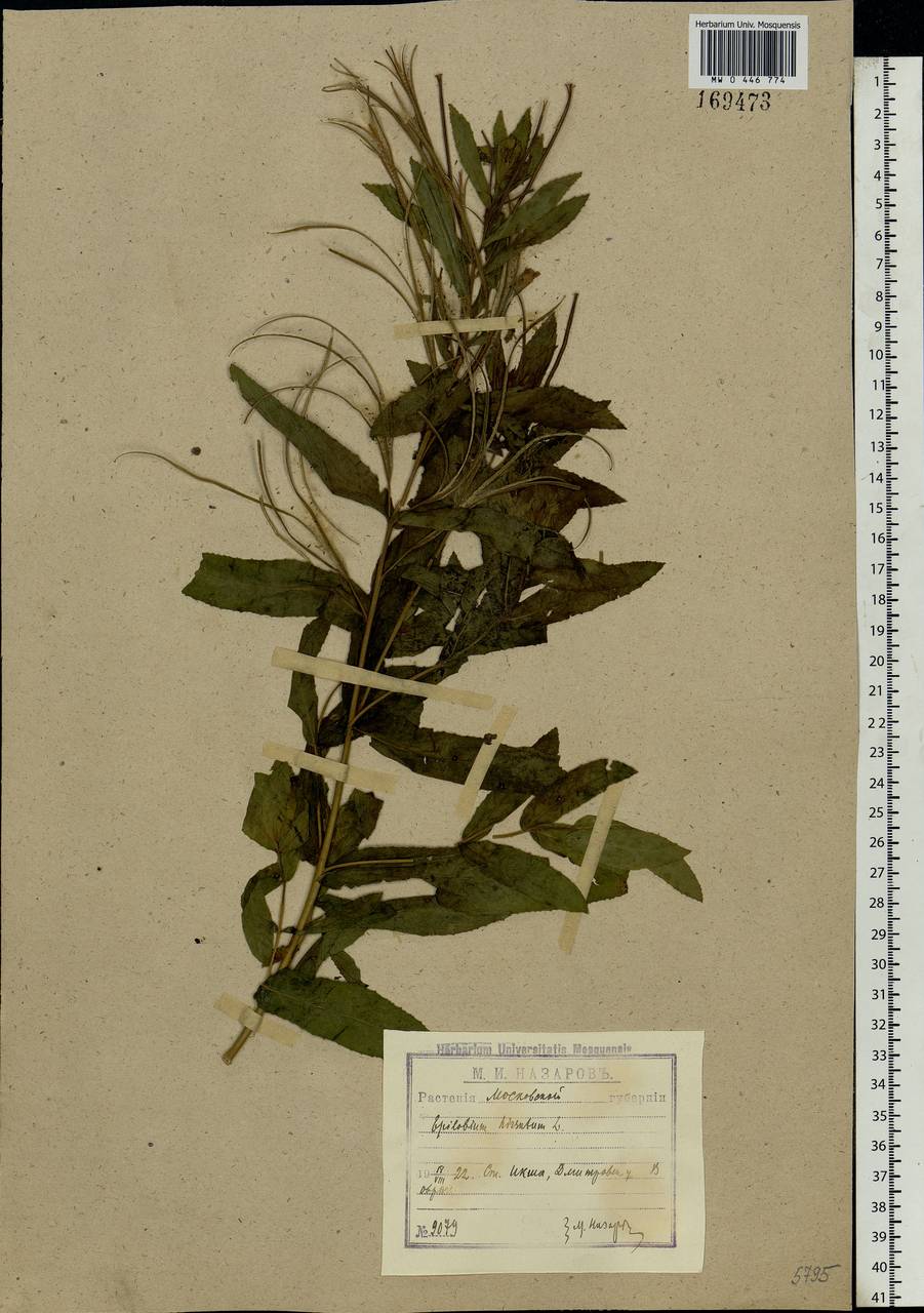 Epilobium hirsutum L., Eastern Europe, Moscow region (E4a) (Russia)