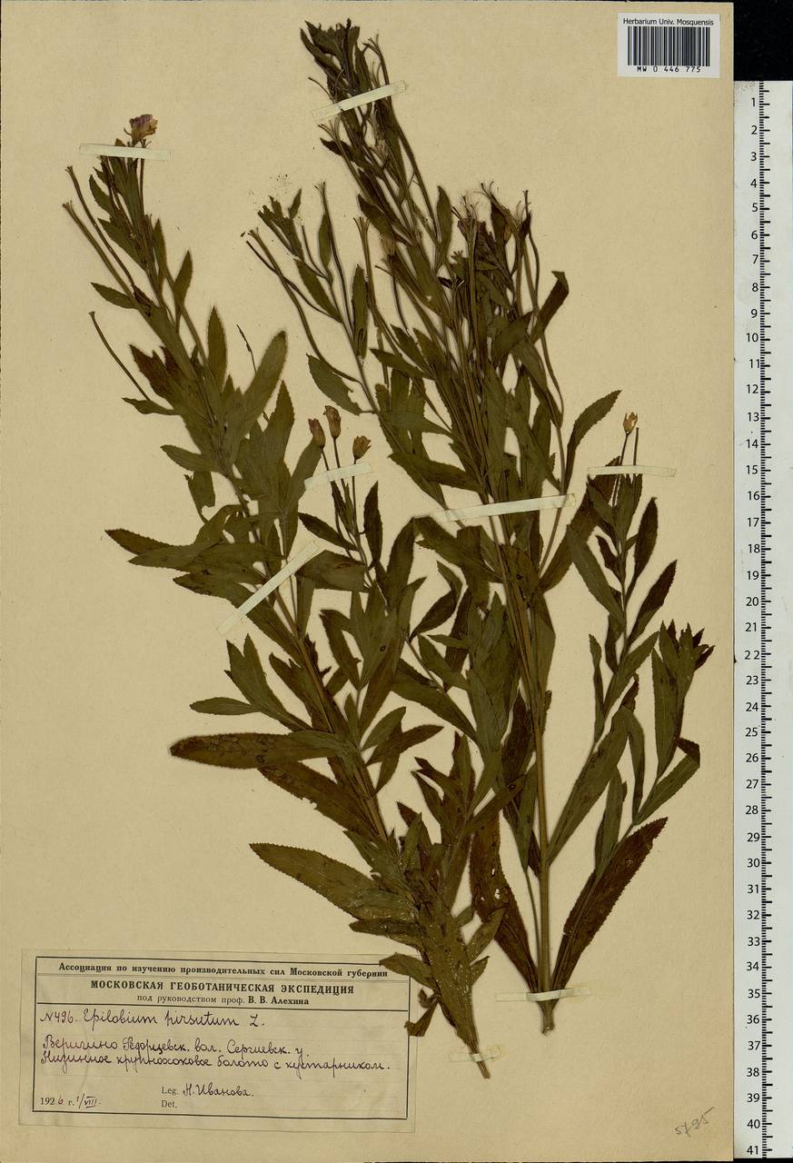 Epilobium hirsutum L., Eastern Europe, Moscow region (E4a) (Russia)