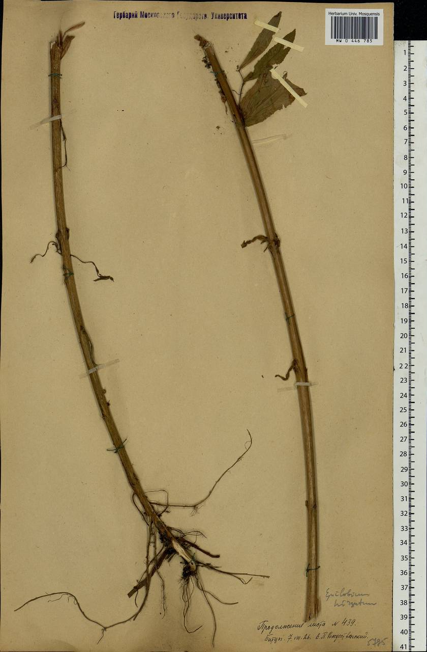 Epilobium hirsutum L., Eastern Europe, Moscow region (E4a) (Russia)