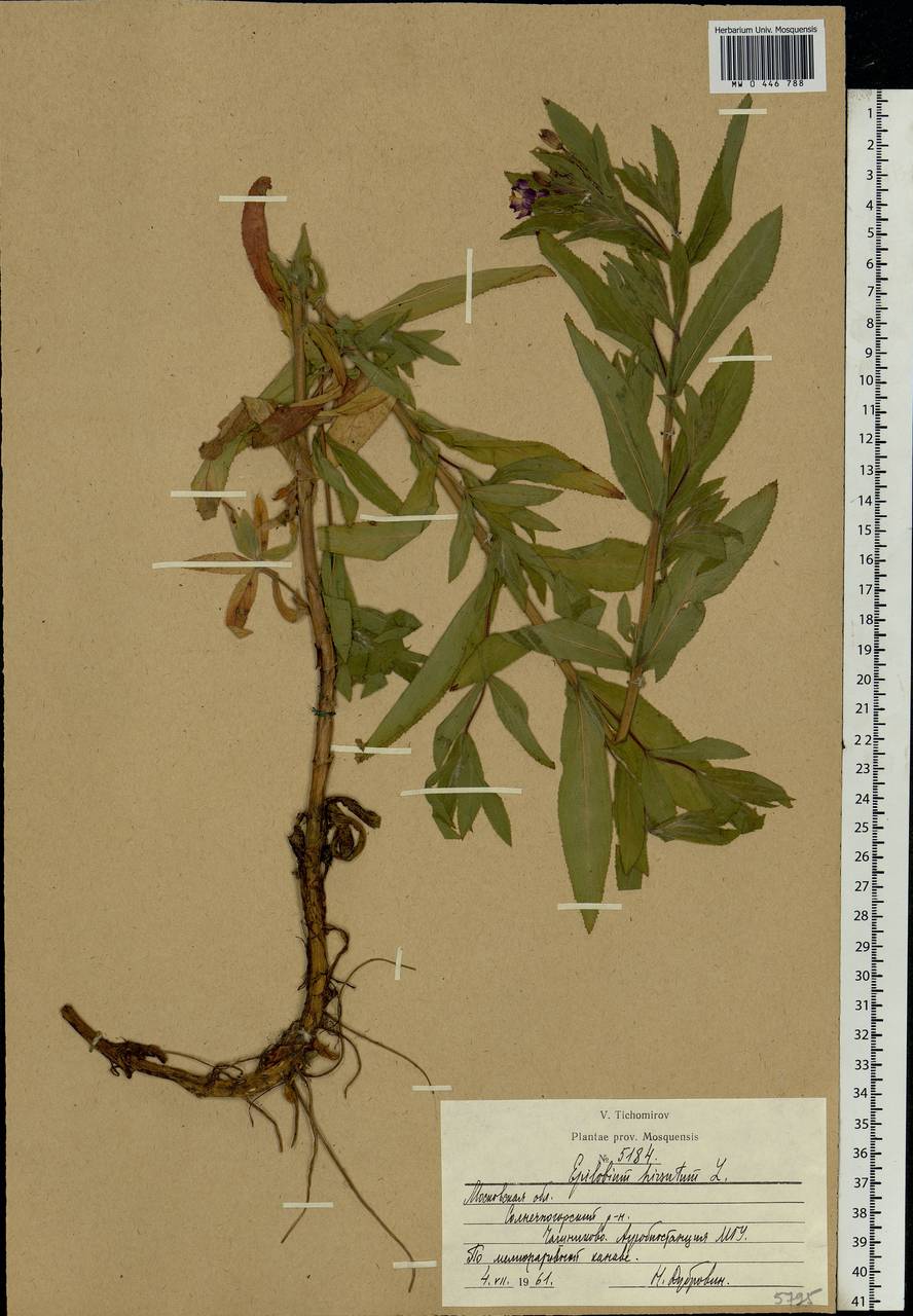 Epilobium hirsutum L., Eastern Europe, Moscow region (E4a) (Russia)