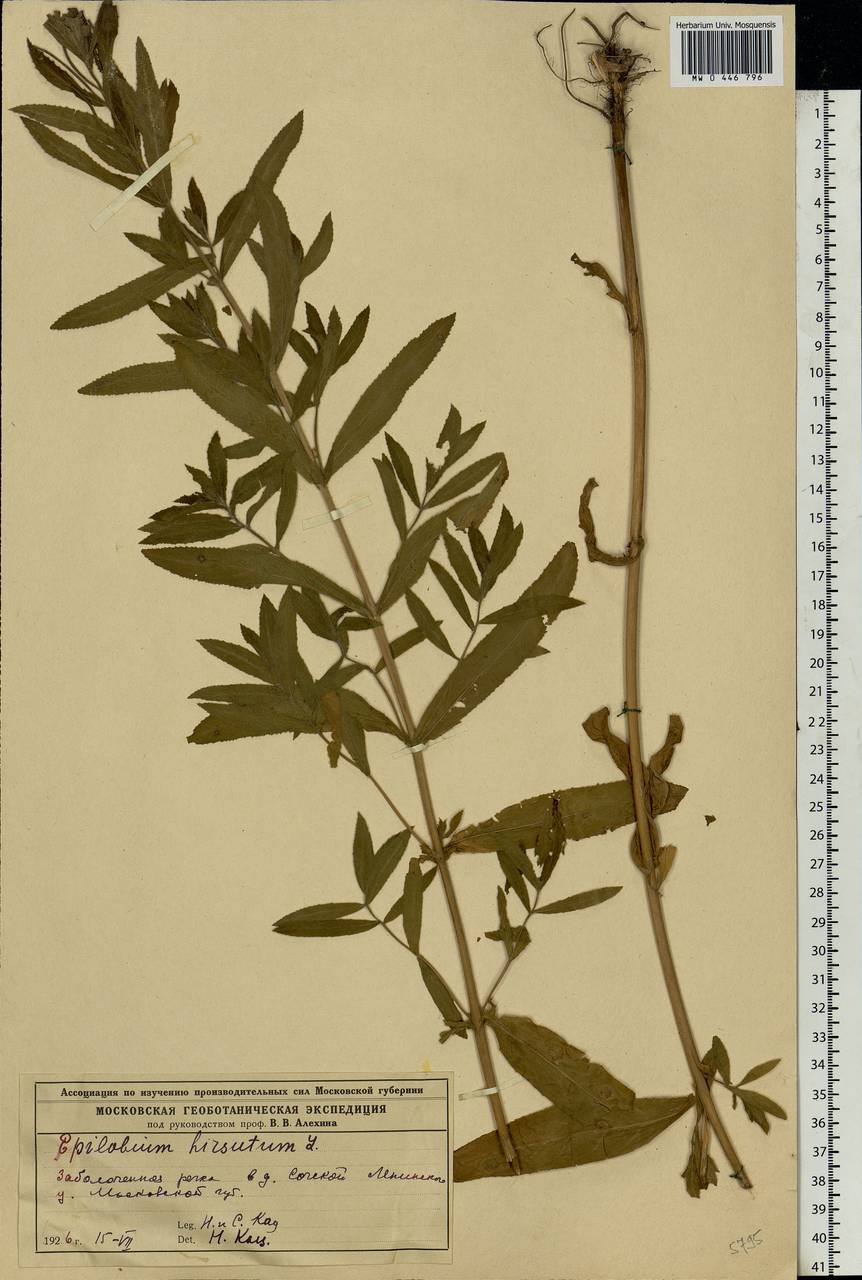 Epilobium hirsutum L., Eastern Europe, Moscow region (E4a) (Russia)