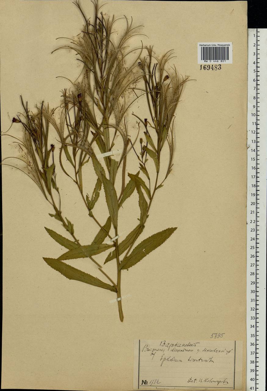 Epilobium hirsutum L., Eastern Europe, Moscow region (E4a) (Russia)