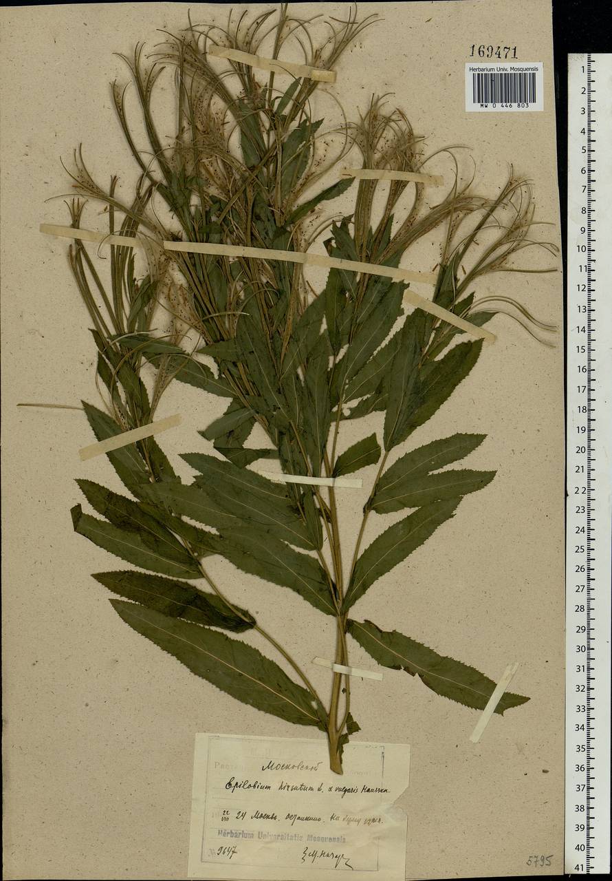 Epilobium hirsutum L., Eastern Europe, Moscow region (E4a) (Russia)