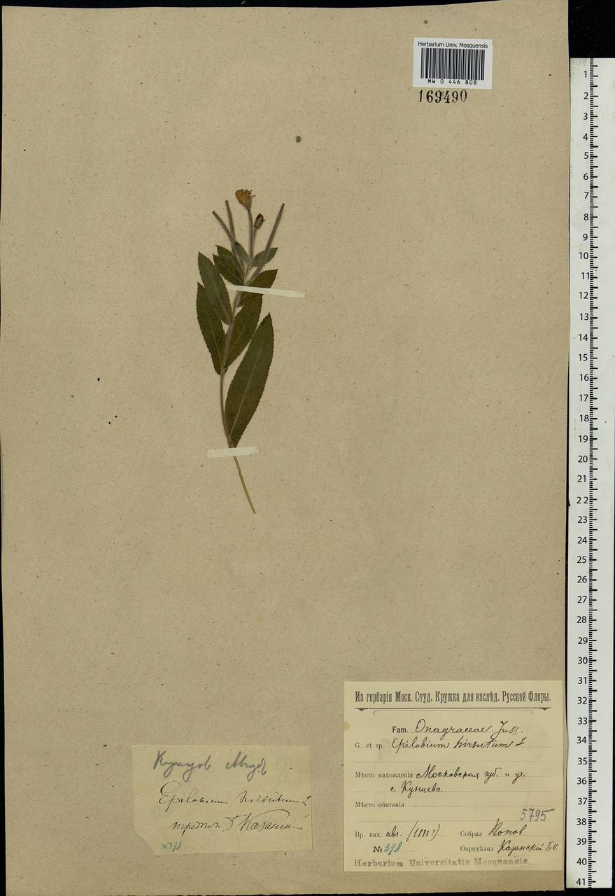 Epilobium hirsutum L., Eastern Europe, Moscow region (E4a) (Russia)