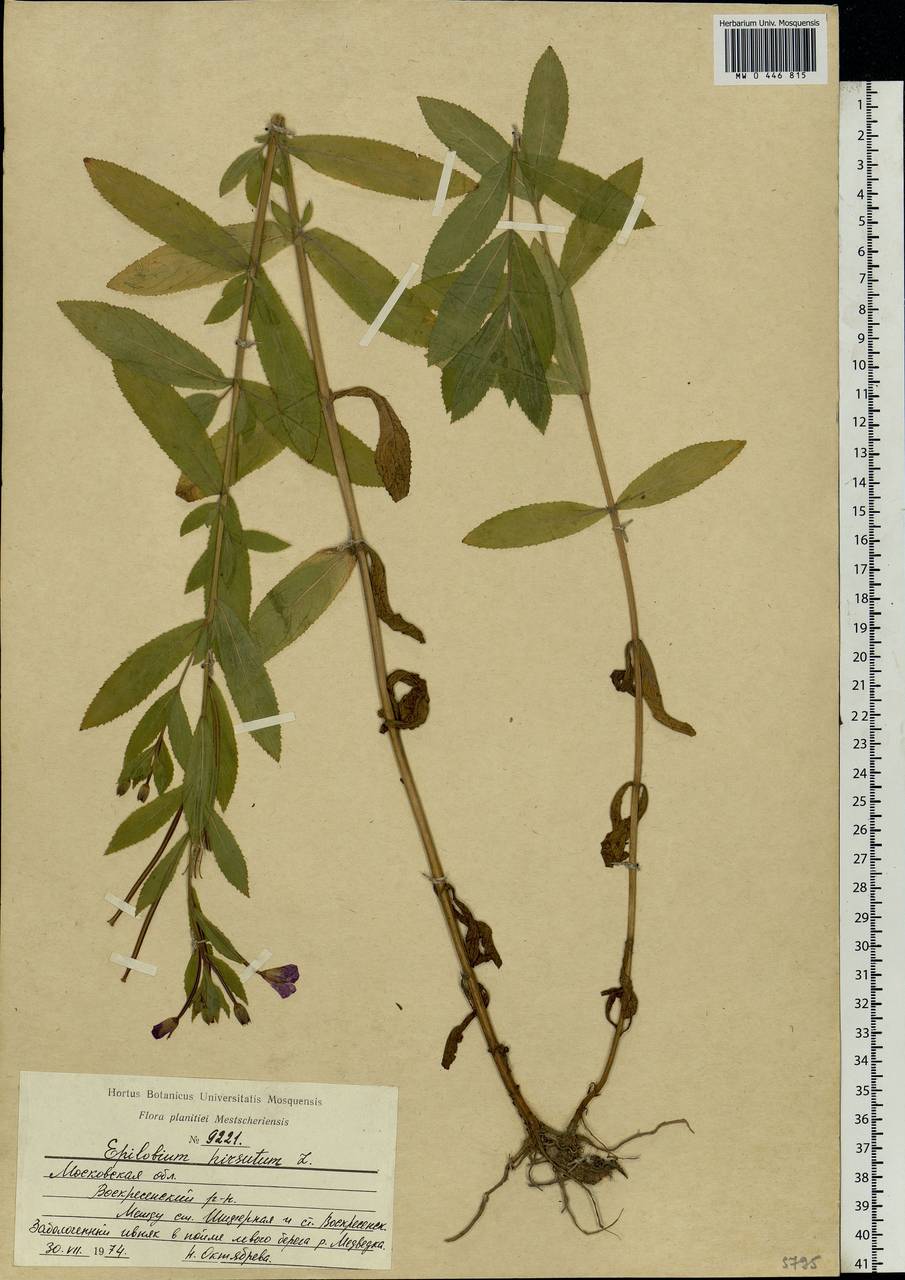 Epilobium hirsutum L., Eastern Europe, Moscow region (E4a) (Russia)