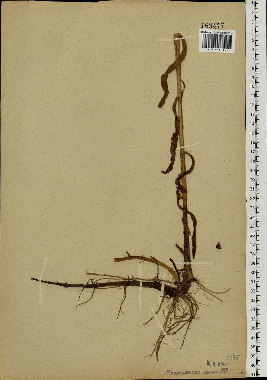Epilobium hirsutum L., Eastern Europe, Moscow region (E4a) (Russia)