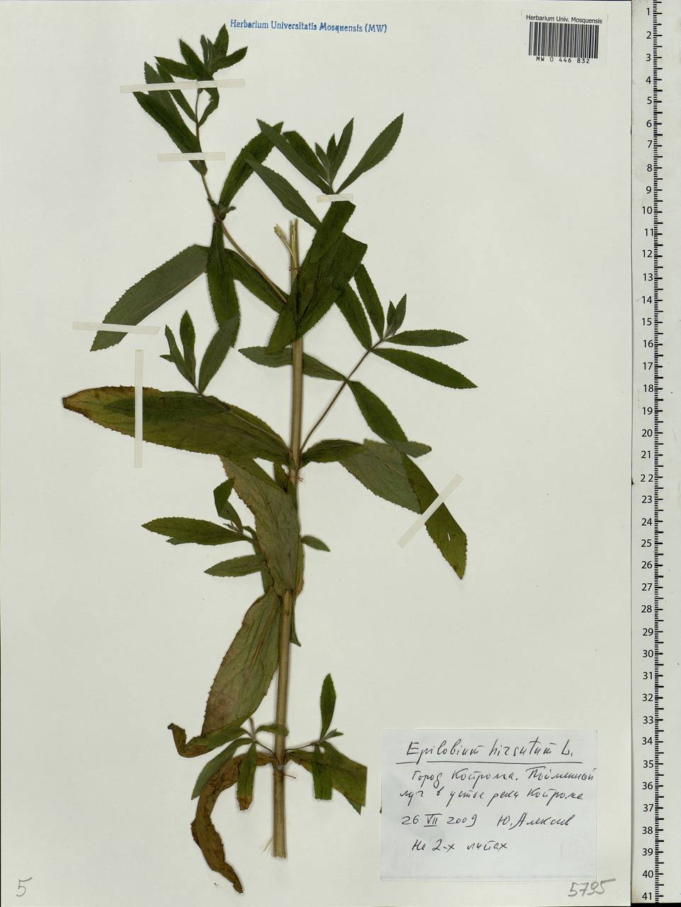 Epilobium hirsutum L., Eastern Europe, Central forest region (E5) (Russia)