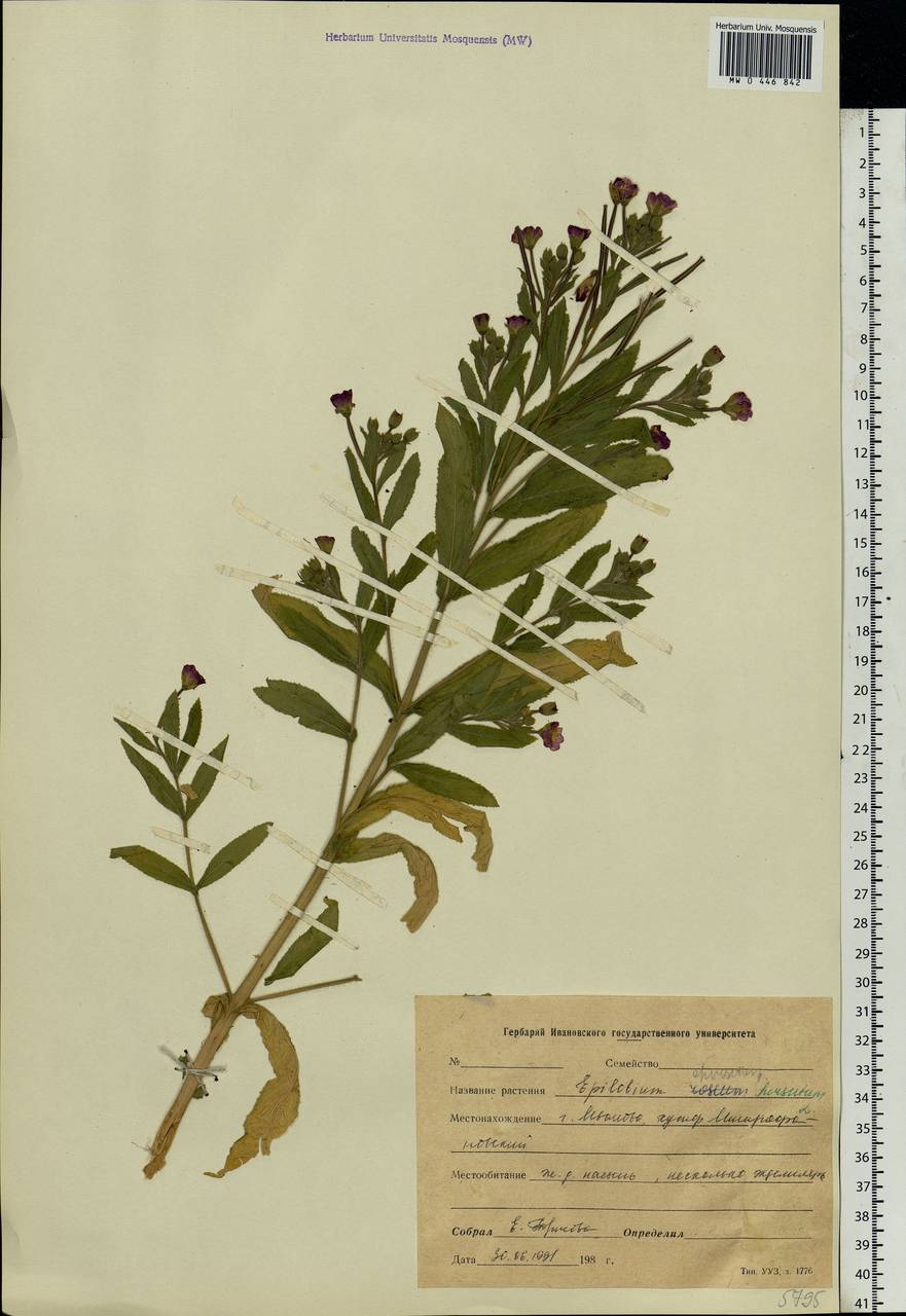 Epilobium hirsutum L., Eastern Europe, Central forest region (E5) (Russia)