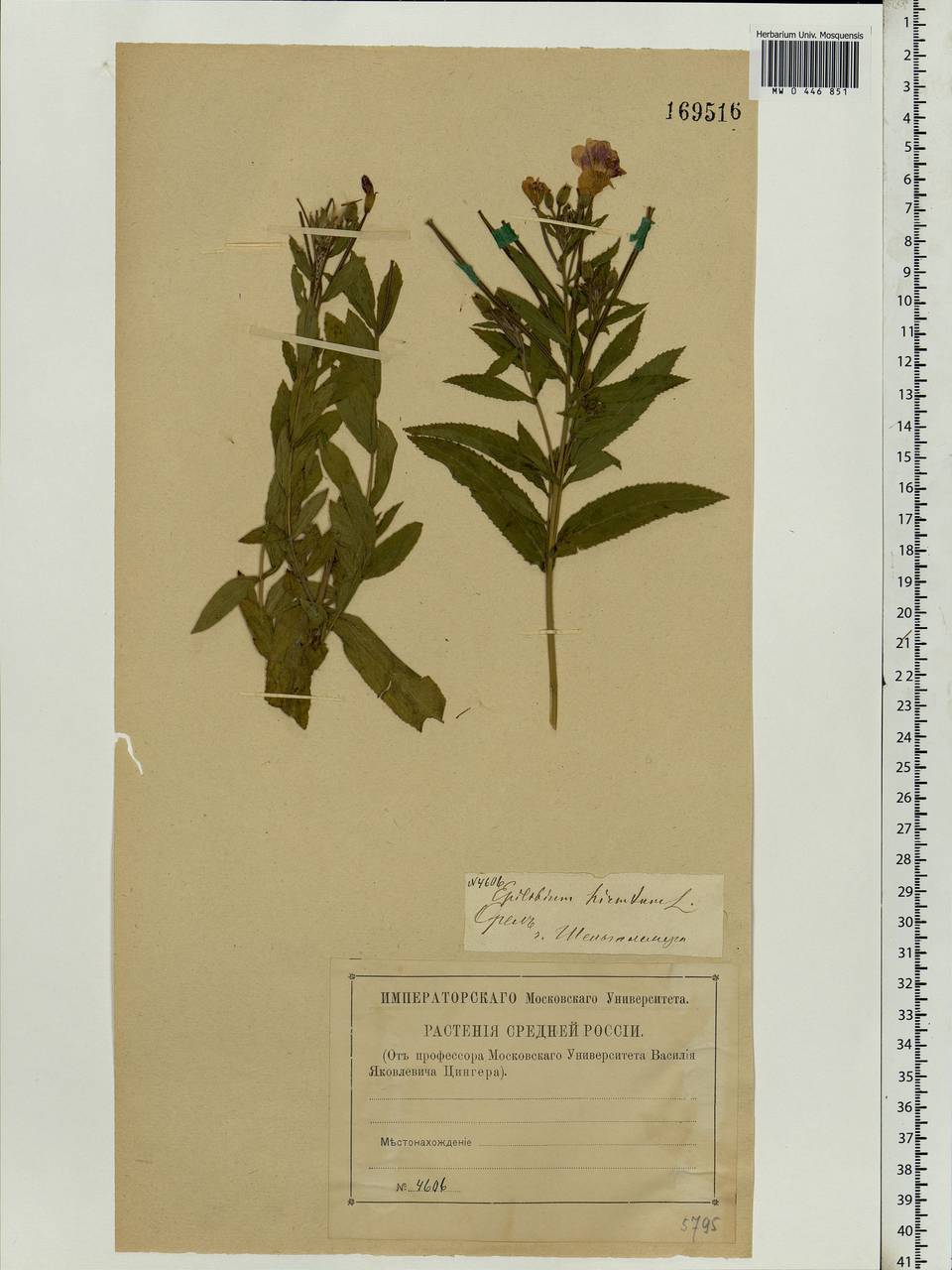 Epilobium hirsutum L., Eastern Europe, Central forest-and-steppe region (E6) (Russia)