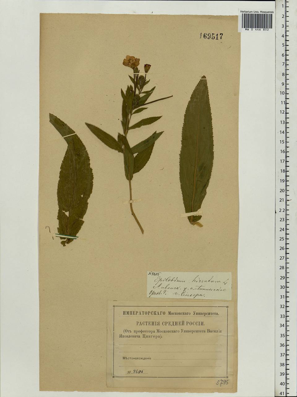 Epilobium hirsutum L., Eastern Europe, Central forest-and-steppe region (E6) (Russia)