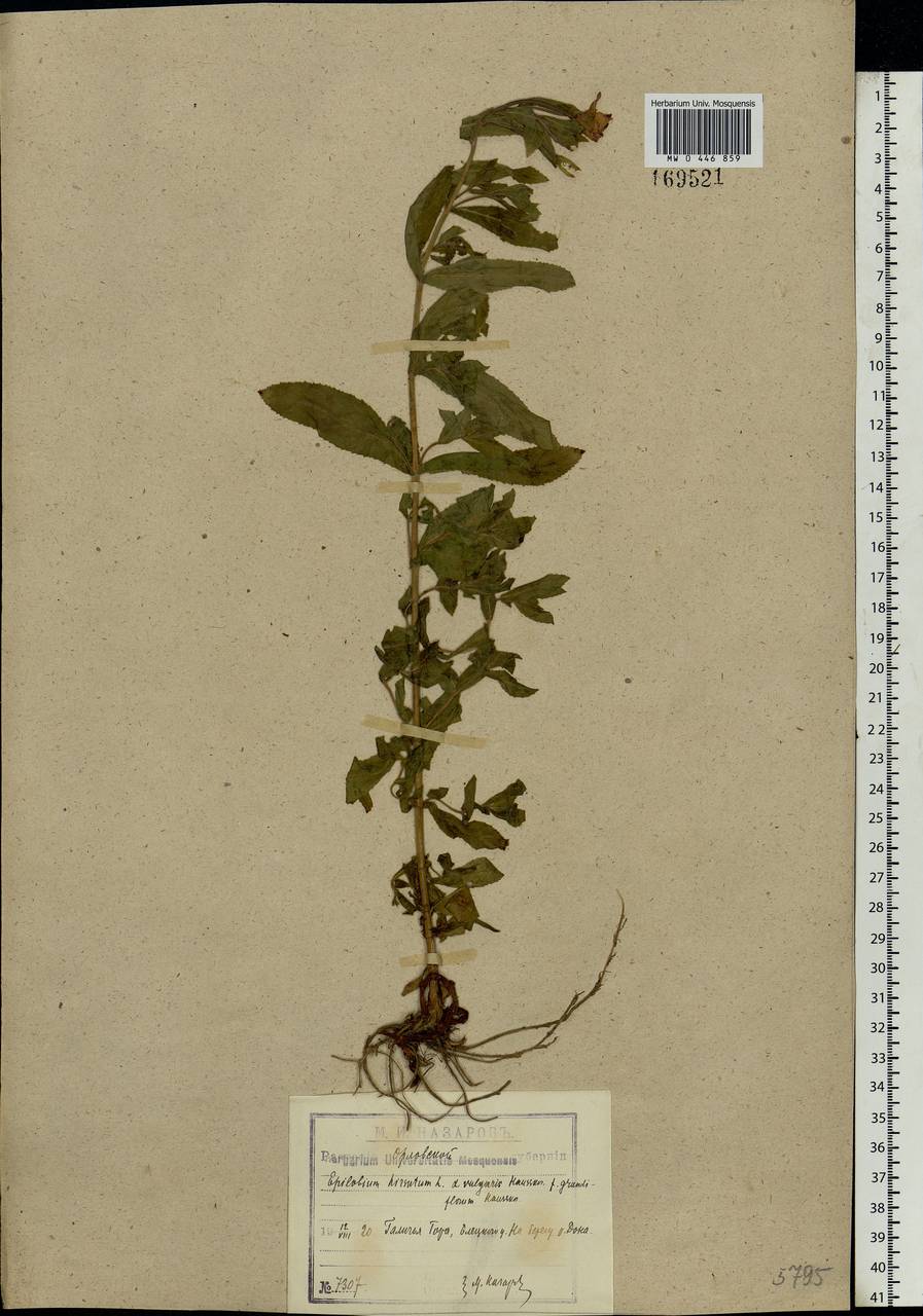 Epilobium hirsutum L., Eastern Europe, Central forest-and-steppe region (E6) (Russia)