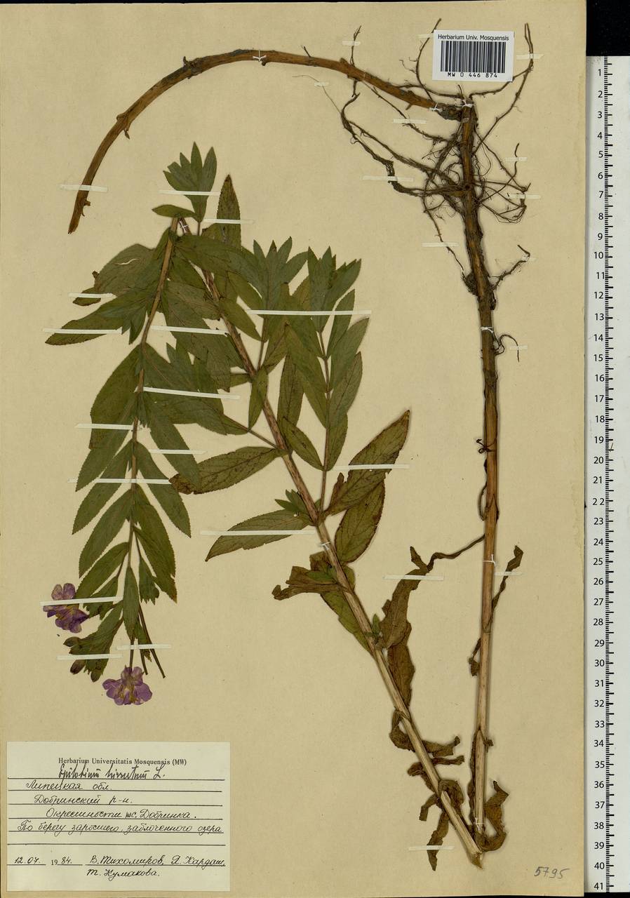 Epilobium hirsutum L., Eastern Europe, Central forest-and-steppe region (E6) (Russia)