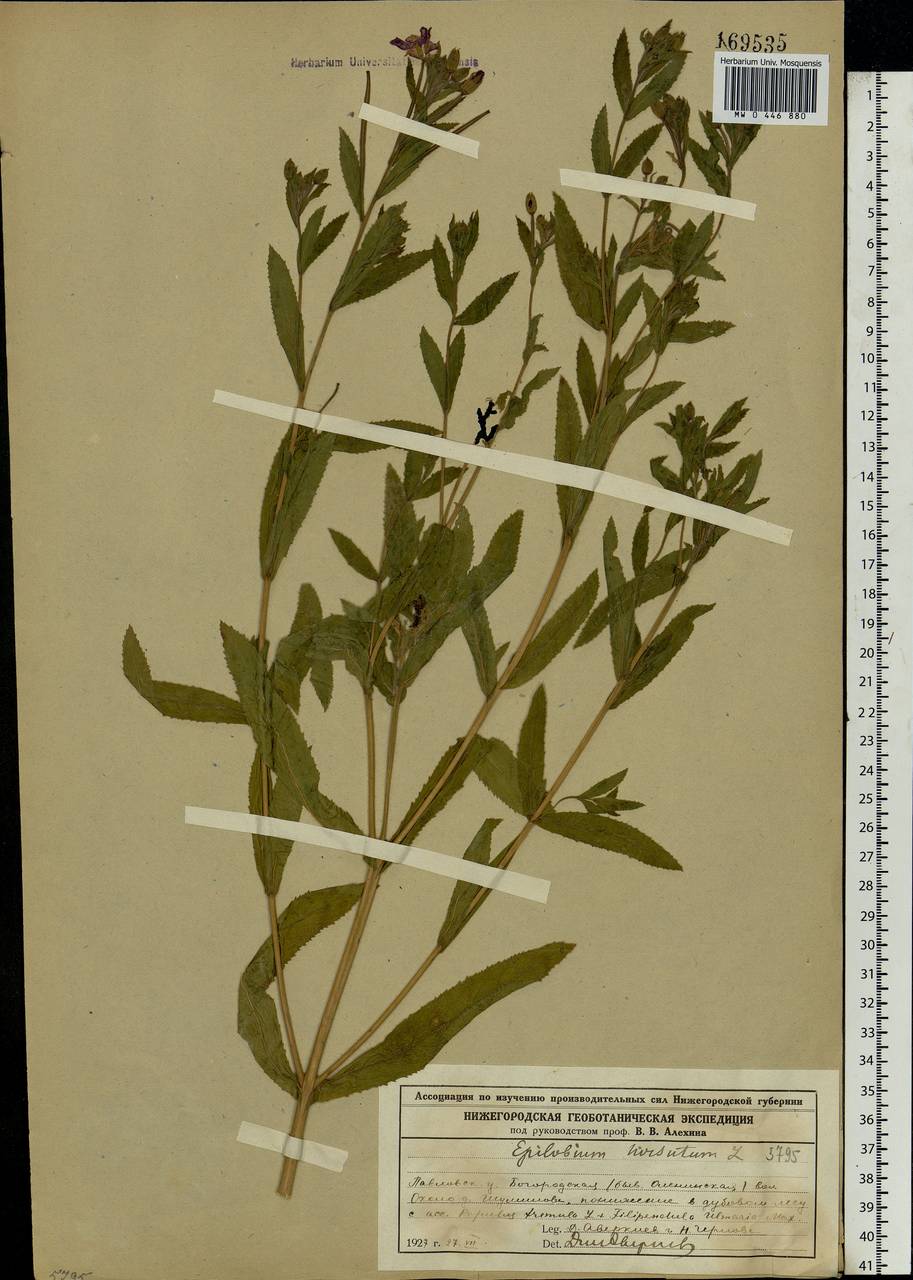 Epilobium hirsutum L., Eastern Europe, Volga-Kama region (E7) (Russia)