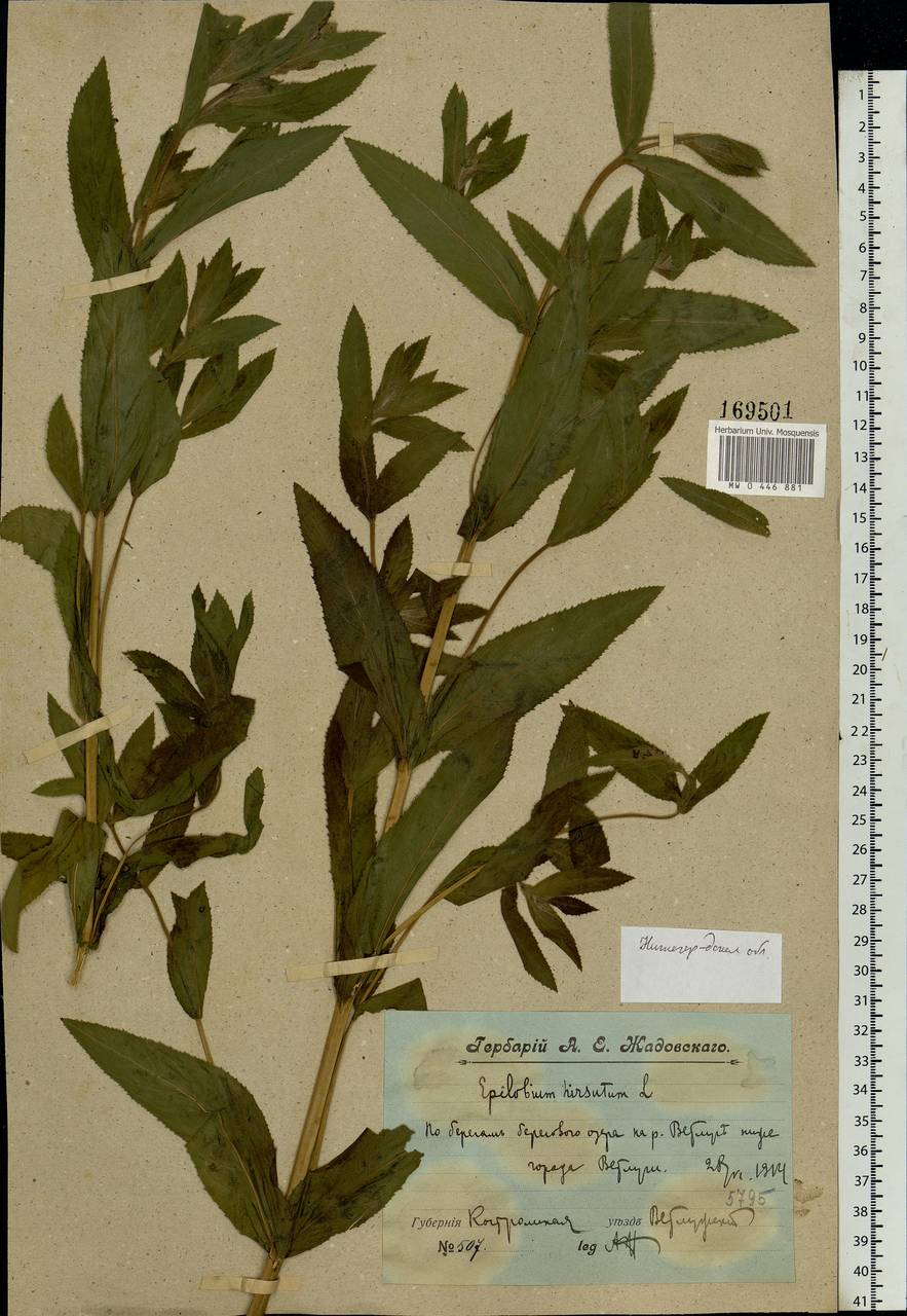 Epilobium hirsutum L., Eastern Europe, Volga-Kama region (E7) (Russia)