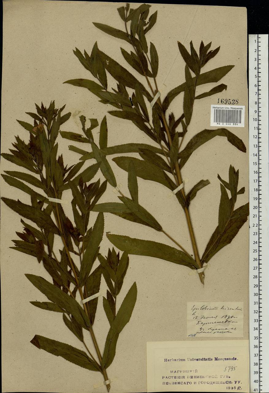 Epilobium hirsutum L., Eastern Europe, Middle Volga region (E8) (Russia)