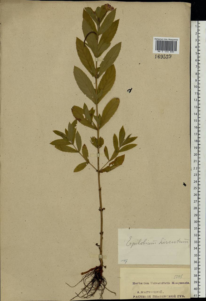 Epilobium hirsutum L., Eastern Europe, Middle Volga region (E8) (Russia)