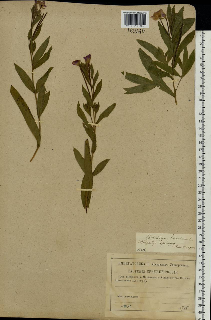 Epilobium hirsutum L., Eastern Europe, Middle Volga region (E8) (Russia)