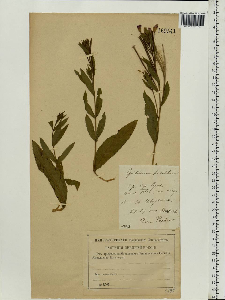 Epilobium hirsutum L., Eastern Europe, Middle Volga region (E8) (Russia)