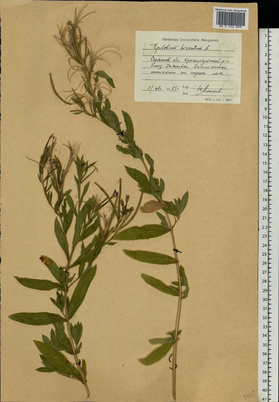 Epilobium hirsutum L., Eastern Europe, Lower Volga region (E9) (Russia)