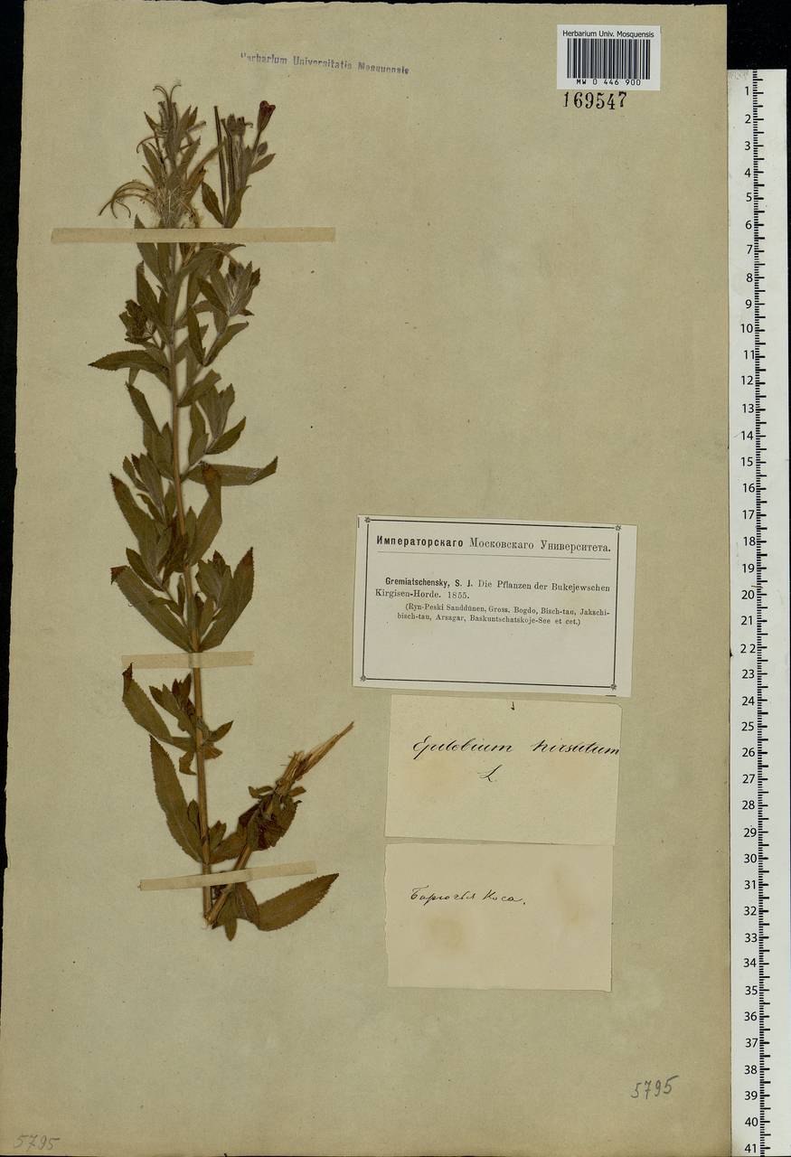 Epilobium hirsutum L., Eastern Europe, Lower Volga region (E9) (Russia)