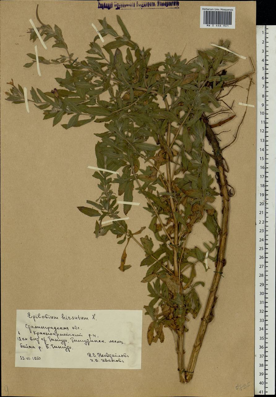 Epilobium hirsutum L., Eastern Europe, Lower Volga region (E9) (Russia)