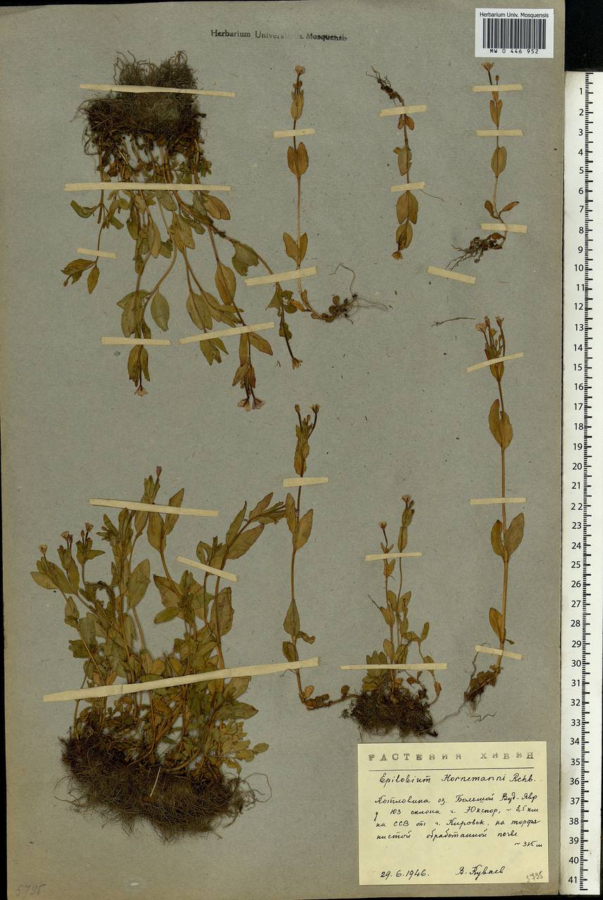 Epilobium hornemannii Rchb., Eastern Europe, Northern region (E1) (Russia)