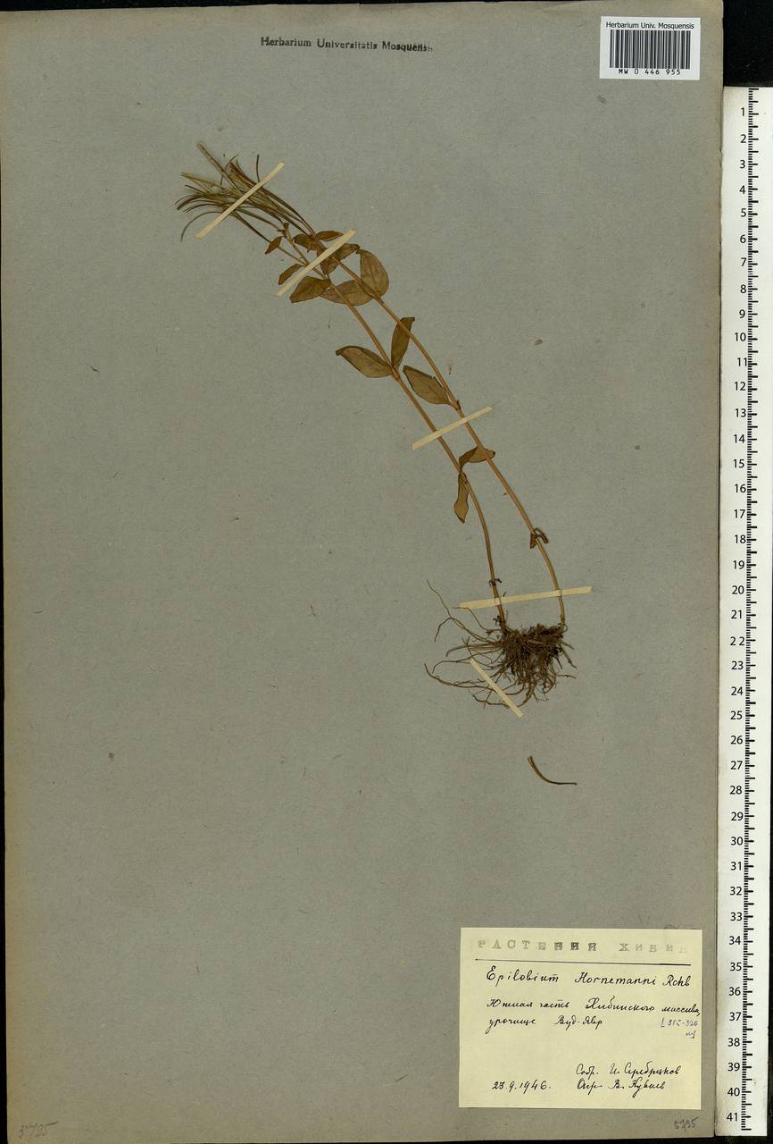 Epilobium hornemannii Rchb., Eastern Europe, Northern region (E1) (Russia)