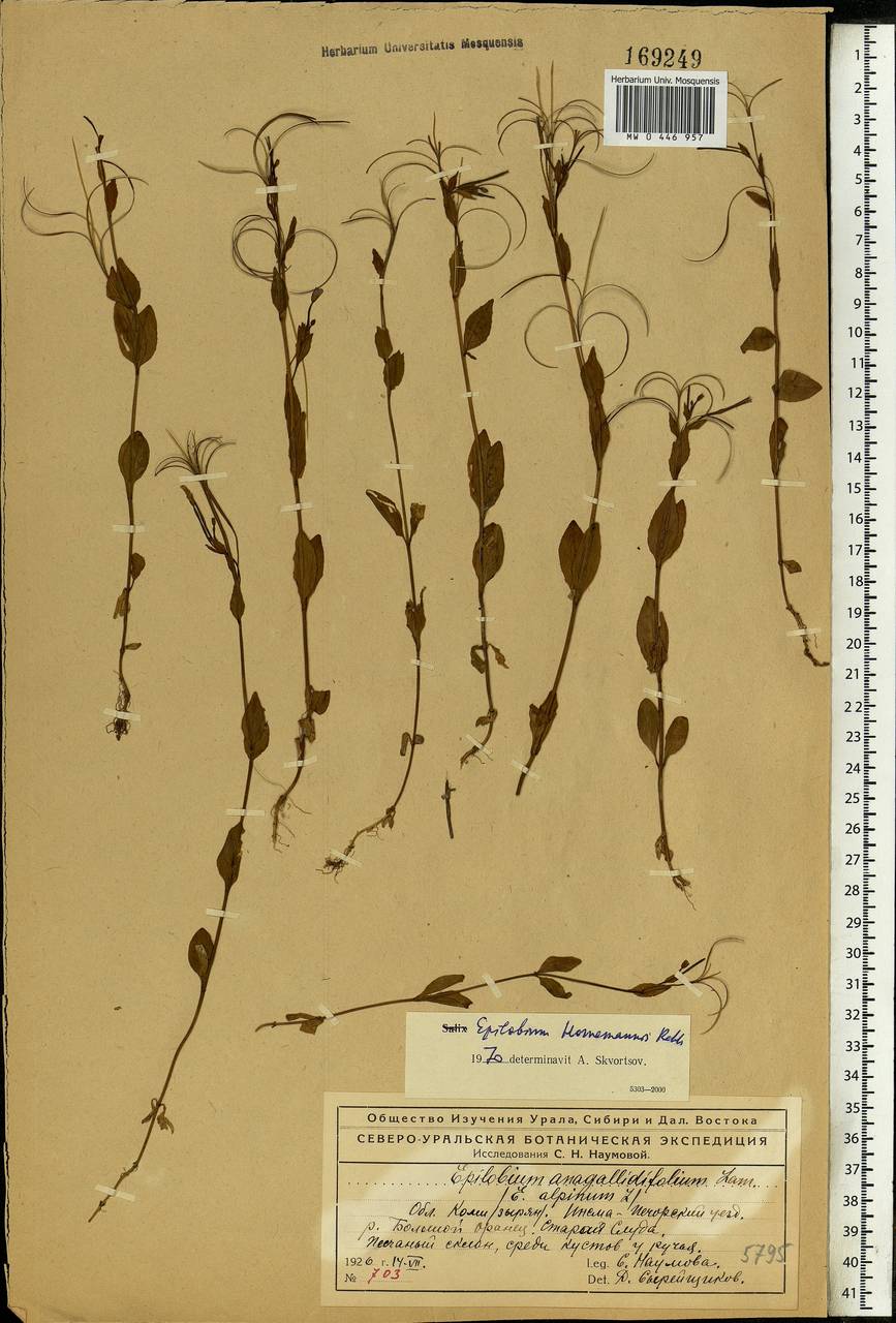 Epilobium hornemannii Rchb., Eastern Europe, Northern region (E1) (Russia)
